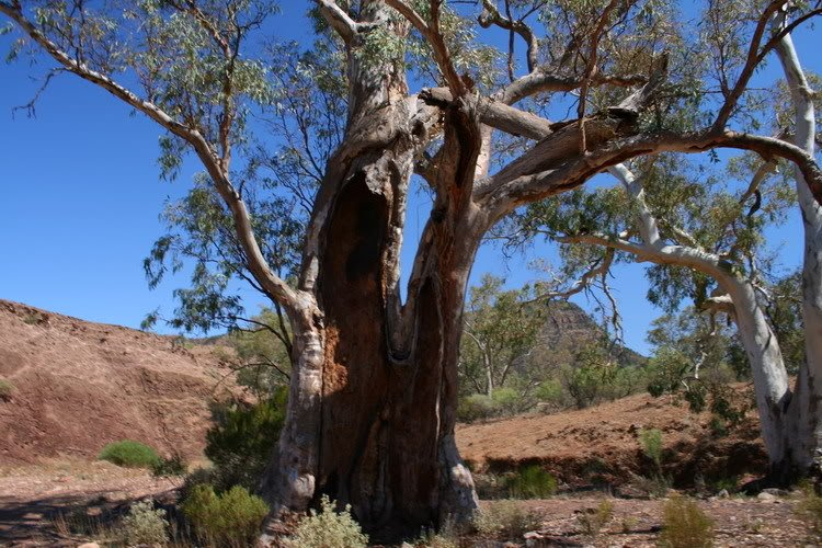 FlindersRanges10.jpg