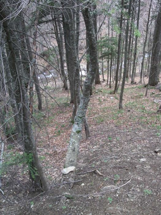 FotoÃƒÂƒÃ‚Â„ÃƒÂ‚Ã‚ÂŸraf-0089.jpg