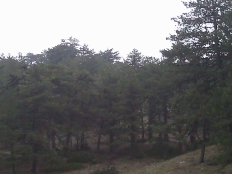 FotoÃƒÂƒÃ‚Â„ÃƒÂ‚Ã‚ÂŸraf-0123.jpg