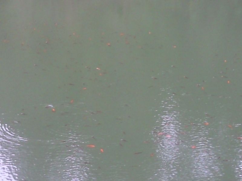 FotoÃƒÂƒÃ‚Â„ÃƒÂ‚Ã‚ÂŸraf-0133.jpg