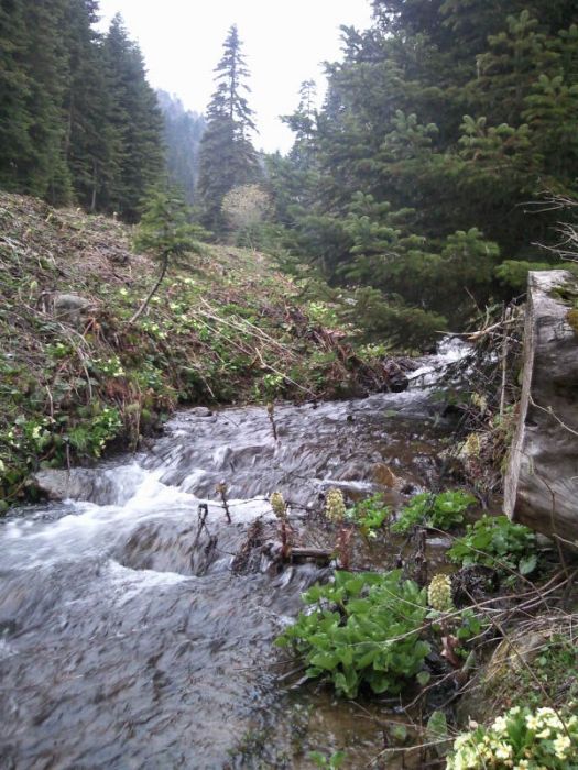 FotoÃƒÂƒÃ‚Â„ÃƒÂ‚Ã‚ÂŸraf-0167.jpg