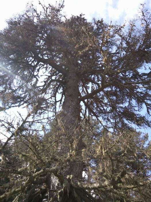 FotoÃƒÂƒÃ‚Â„ÃƒÂ‚Ã‚ÂŸraf-0214.jpg