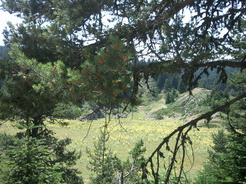 FotoÃƒÂƒÃ‚Â„ÃƒÂ‚Ã‚ÂŸraf-0247.jpg