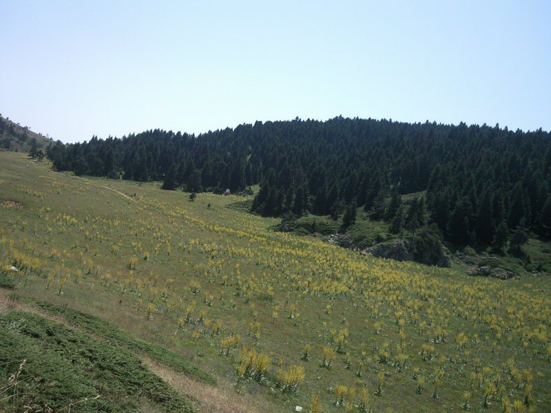 FotoÃƒÂƒÃ‚Â„ÃƒÂ‚Ã‚ÂŸraf-0249.jpg