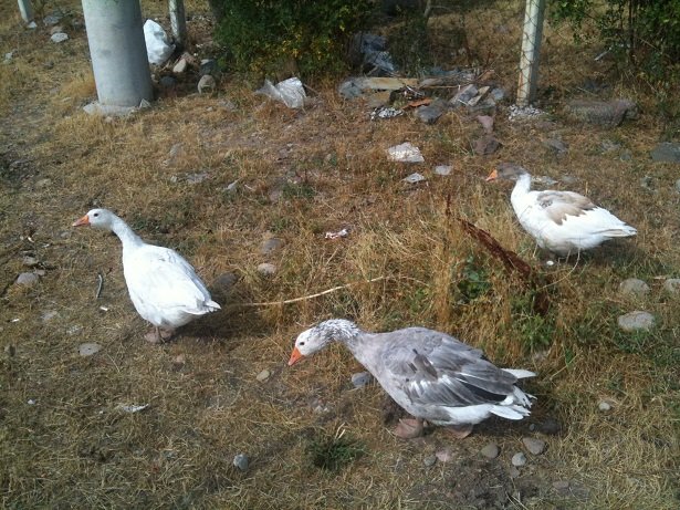 fotoÃƒÂƒÃ‚Â„ÃƒÂ‚Ã‚ÂŸraf(9).jpg