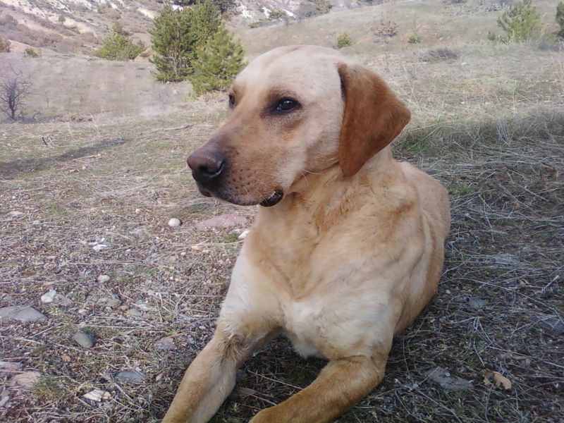 FotoÃƒÂƒÃ‚Â„ÃƒÂ‚Ã‚ÂŸraf0208.jpg