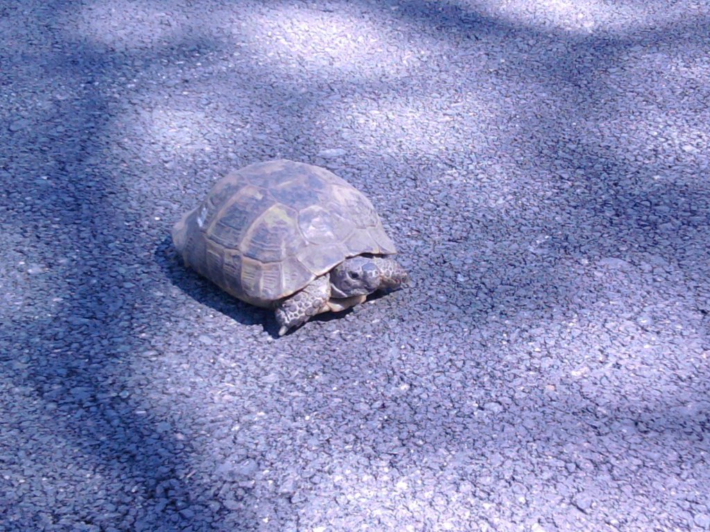 FotoÃƒÂƒÃ‚Â„ÃƒÂ‚Ã‚ÂŸraf0236.jpg