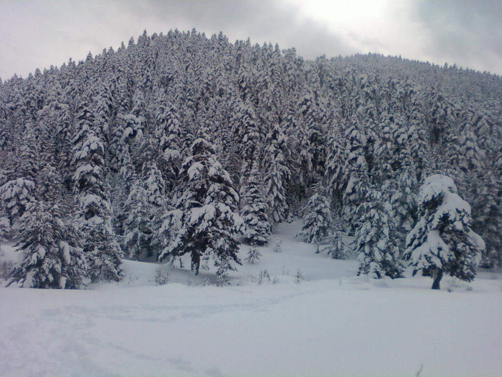 FotoÃƒÂƒÃ‚Â„ÃƒÂ‚Ã‚ÂŸraf0984.jpg