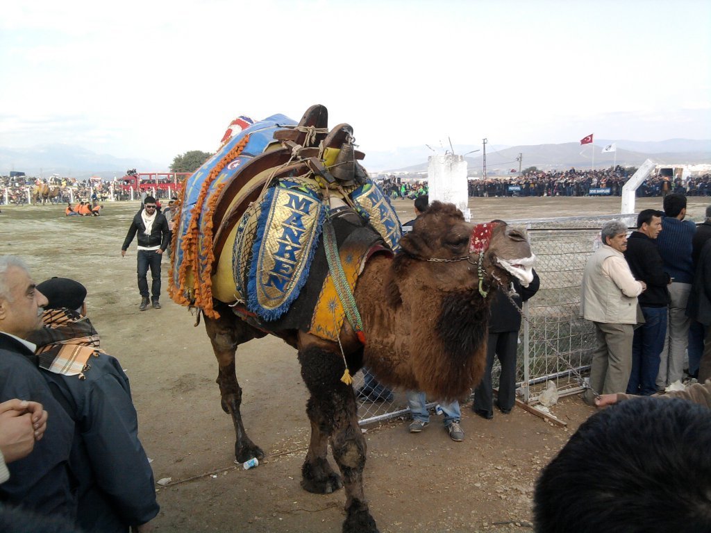 FotoÃƒÂƒÃ‚Â„ÃƒÂ‚Ã‚ÂŸraf1826.jpg