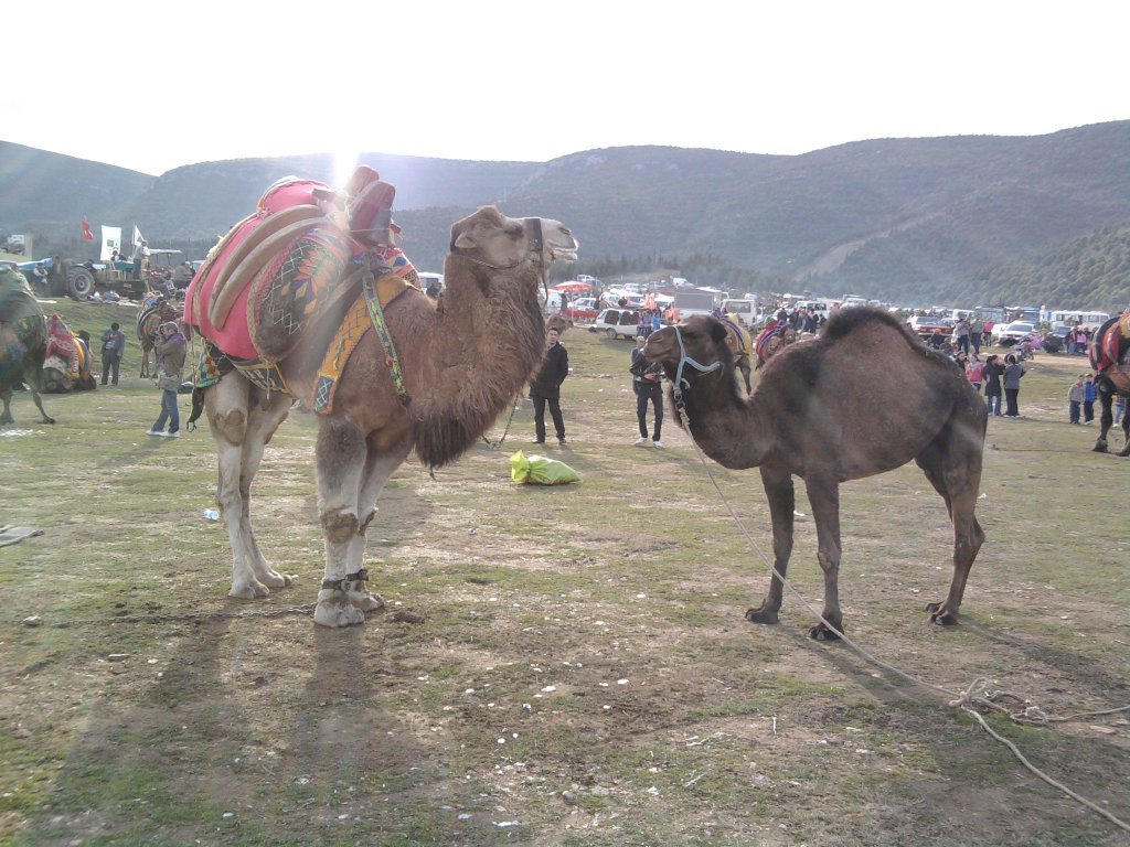 FotoÃƒÂƒÃ‚Â„ÃƒÂ‚Ã‚ÂŸraf1858.jpg