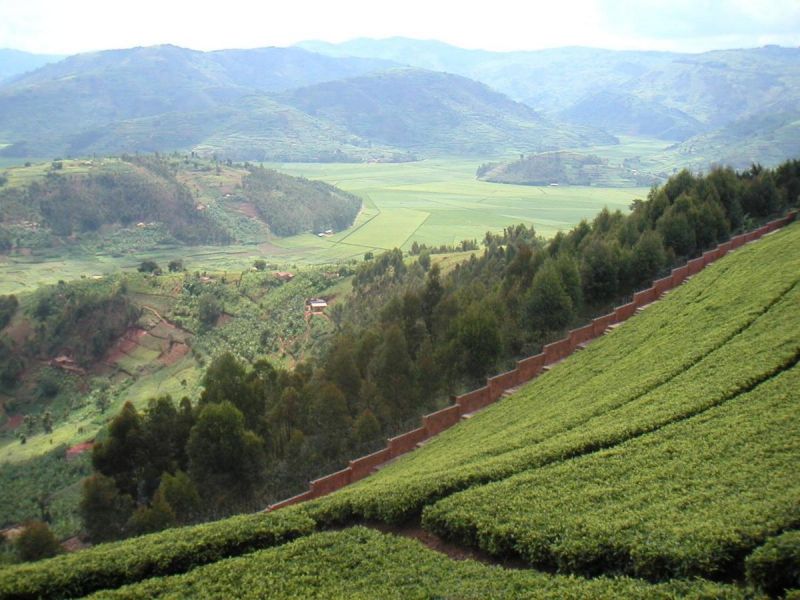 G 00168 tea plants in the Rwanda - midle Africa.jpg