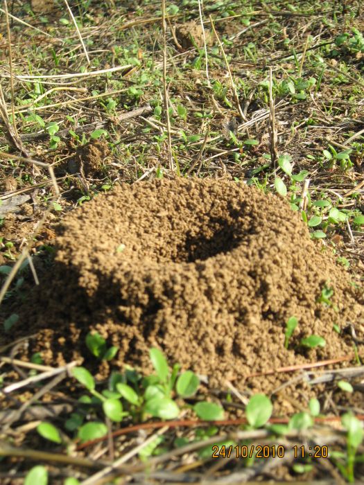 G.BahÃƒÂƒÃ‚ÂƒÃƒÂ‚Ã‚Â§e - N.Dere 25 Ekim 10 133.jpg