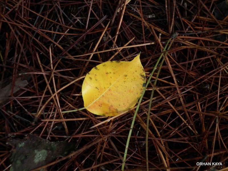 gÃƒÂƒÃ‚ÂƒÃƒÂ‚Ã‚Â¶let yolu 028.jpg
