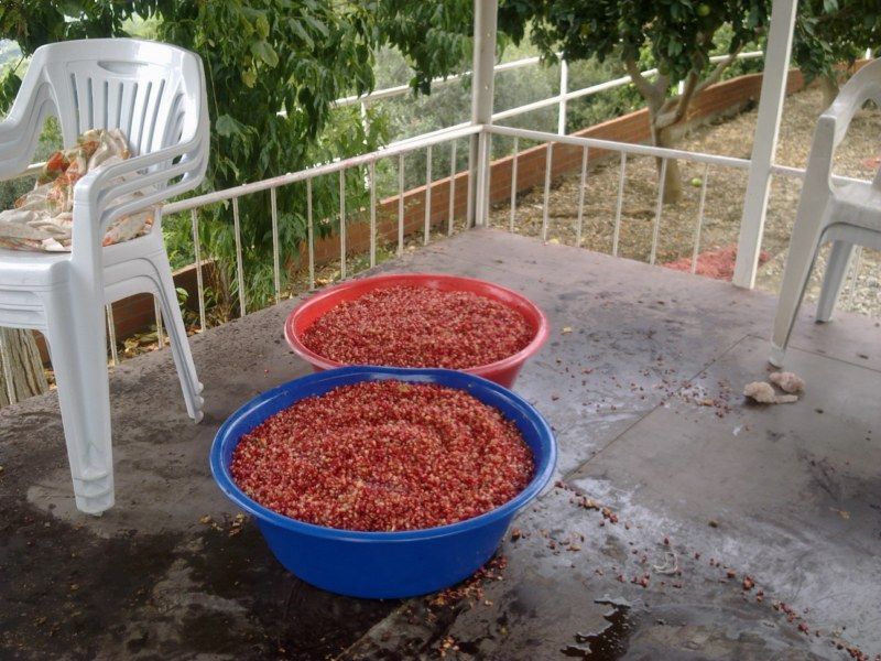 GÃƒÂƒÃ‚ÂƒÃƒÂ‚Ã‚Â¶rÃƒÂƒÃ‚ÂƒÃƒÂ‚Ã‚Â¼ntÃƒÂƒÃ‚ÂƒÃƒÂ‚Ã‚Â¼0481 [800x600].jpg