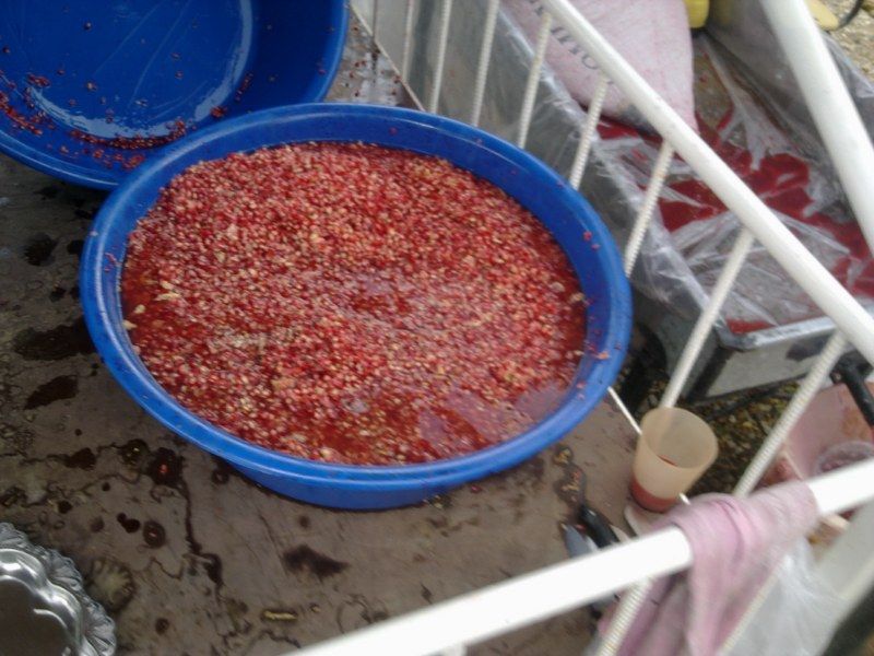 GÃƒÂƒÃ‚ÂƒÃƒÂ‚Ã‚Â¶rÃƒÂƒÃ‚ÂƒÃƒÂ‚Ã‚Â¼ntÃƒÂƒÃ‚ÂƒÃƒÂ‚Ã‚Â¼0482 [800x600].jpg