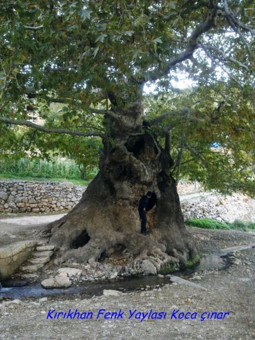 GÃƒÂƒÃ‚ÂƒÃƒÂ‚Ã‚Â¶rÃƒÂƒÃ‚ÂƒÃƒÂ‚Ã‚Â¼ntÃƒÂƒÃ‚ÂƒÃƒÂ‚Ã‚Â¼0739 [800x600].jpg