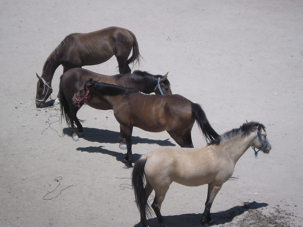 GÃƒÂƒÃ‚ÂƒÃƒÂ‚Ã‚Â¶reme AtlarÃƒÂƒÃ‚Â„ÃƒÂ‚Ã‚Â±.JPG