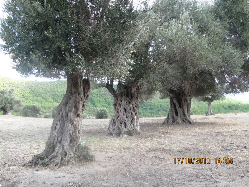Gaziemir (84).jpg