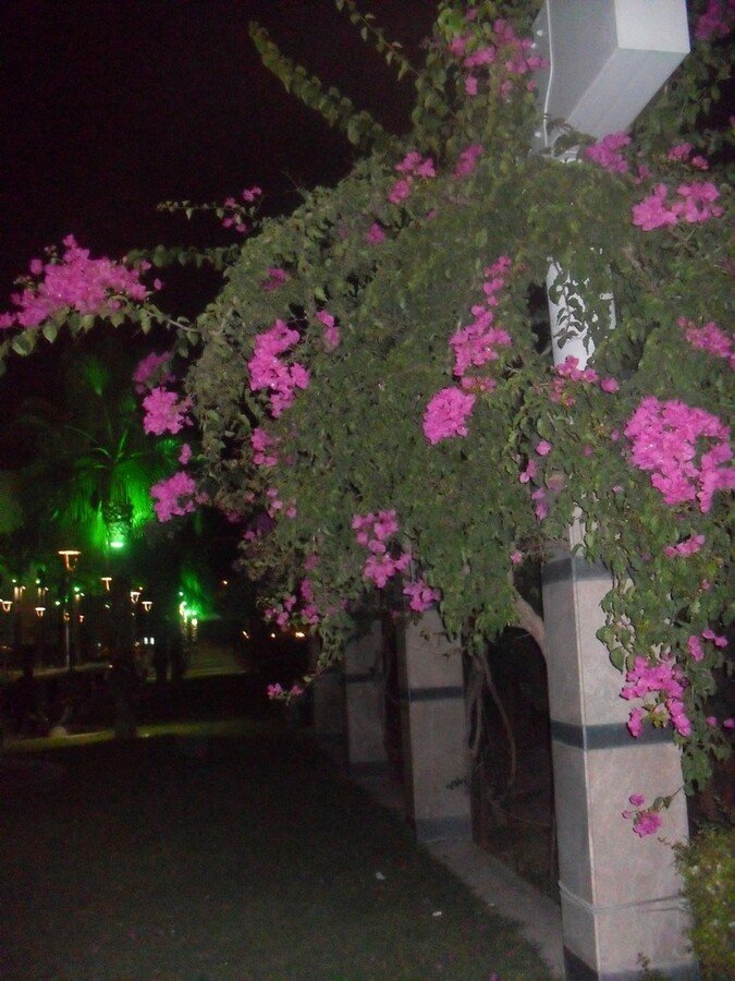 Gece FotoÃƒÂƒÃ‚Â„ÃƒÂ‚Ã‚ÂŸraf AvÃƒÂƒÃ‚Â„ÃƒÂ‚Ã‚Â± 00110.jpg