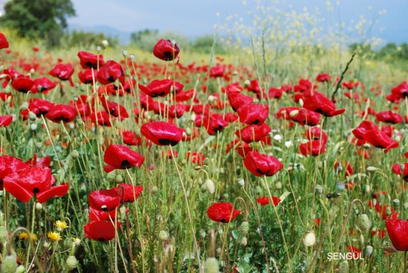 gelincikler 007_800x536.jpg