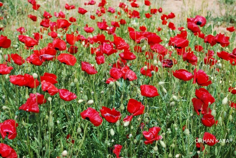 gelincikler 008_800x536.jpg