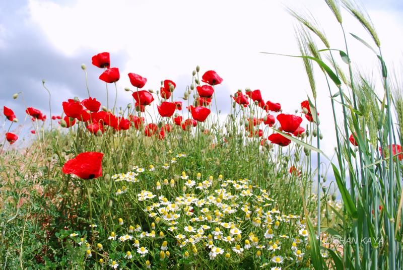 gelincikler 012_800x536.jpg