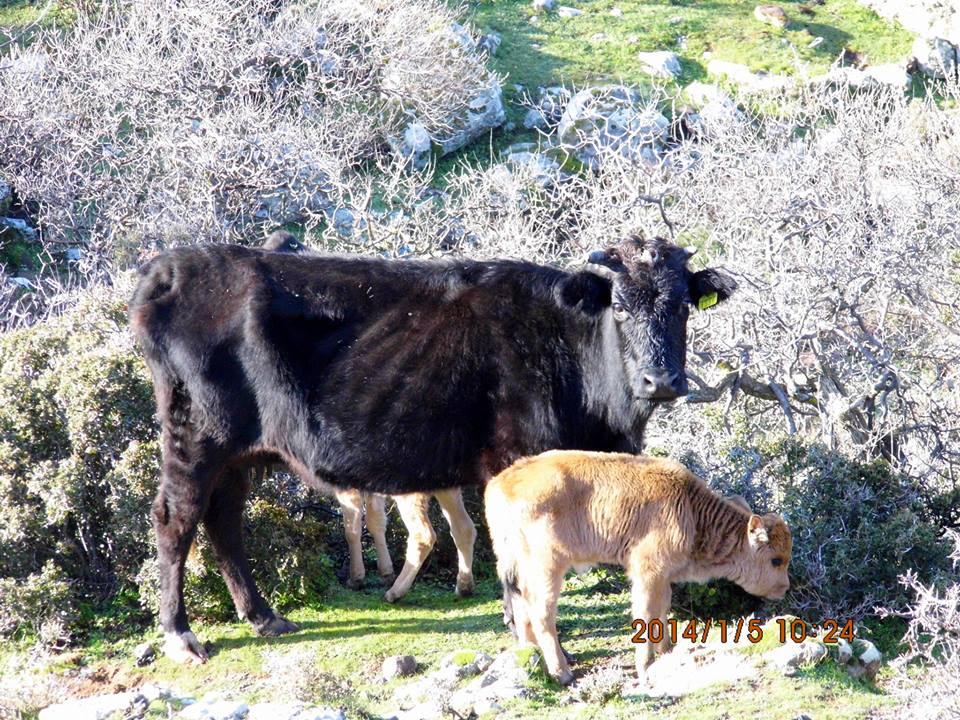 Gezenbilir ÃƒÂƒÃ‚Â„ÃƒÂ‚Ã‚Â°zmir - DumanlÃƒÂƒÃ‚Â„ÃƒÂ‚Ã‚Â±daÃƒÂƒÃ‚Â„ÃƒÂ‚Ã‚ÂŸ 008.jpg