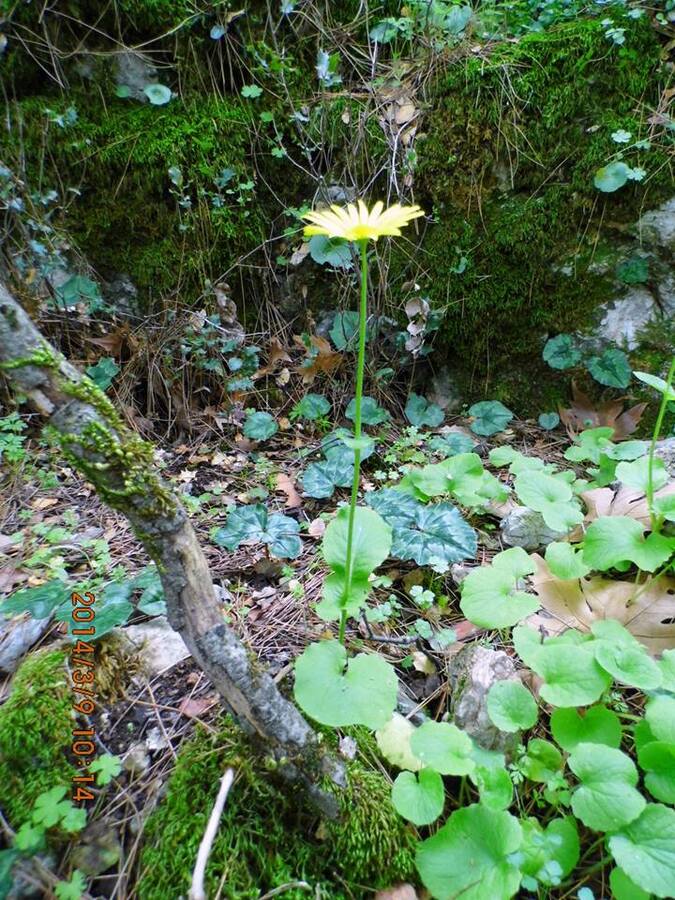 Gezenbilir ÃƒÂƒÃ‚Â„ÃƒÂ‚Ã‚Â°zmir; Kaynaklar - GÃƒÂƒÃ‚ÂƒÃƒÂ‚Ã‚Â¼rlek - GÃƒÂƒÃ‚ÂƒÃƒÂ‚Ã‚Â¶kdere  019.jpg