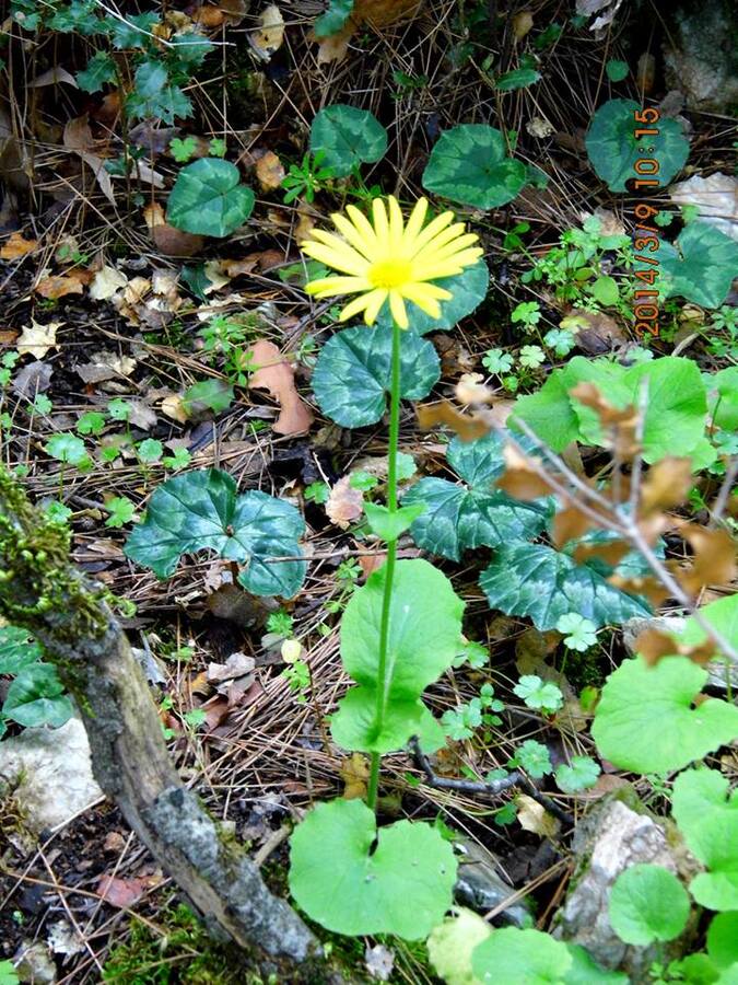Gezenbilir ÃƒÂƒÃ‚Â„ÃƒÂ‚Ã‚Â°zmir; Kaynaklar - GÃƒÂƒÃ‚ÂƒÃƒÂ‚Ã‚Â¼rlek - GÃƒÂƒÃ‚ÂƒÃƒÂ‚Ã‚Â¶kdere  020.jpg