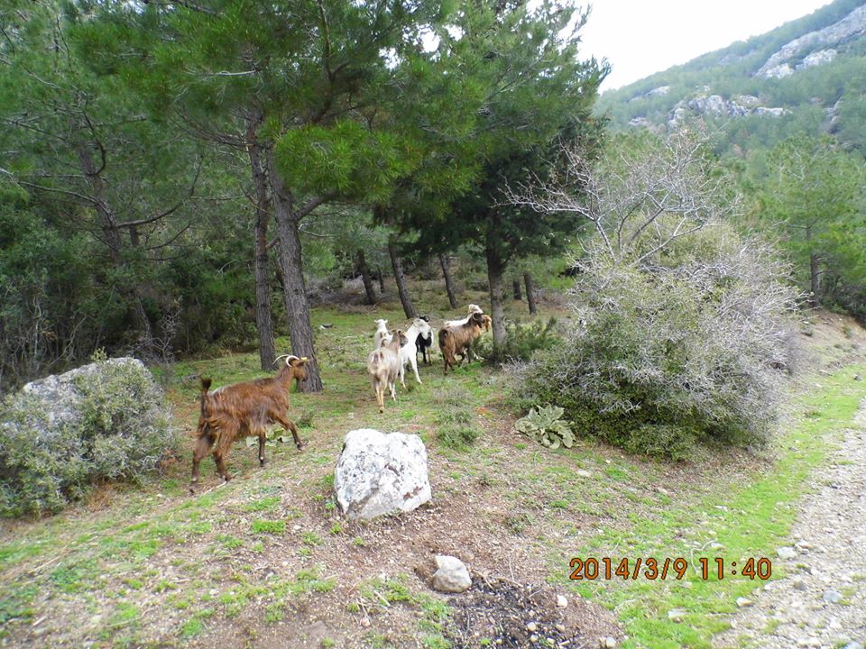 Gezenbilir ÃƒÂƒÃ‚Â„ÃƒÂ‚Ã‚Â°zmir; Kaynaklar - GÃƒÂƒÃ‚ÂƒÃƒÂ‚Ã‚Â¼rlek - GÃƒÂƒÃ‚ÂƒÃƒÂ‚Ã‚Â¶kdere  035.jpg