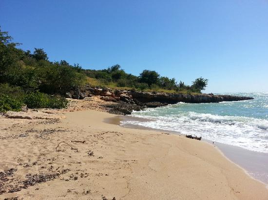 guanica-dry-forest.jpg