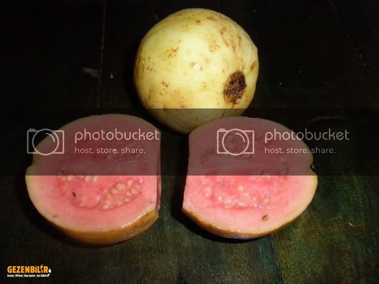 Guava.jpg