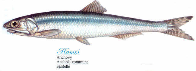 hamsi.jpg