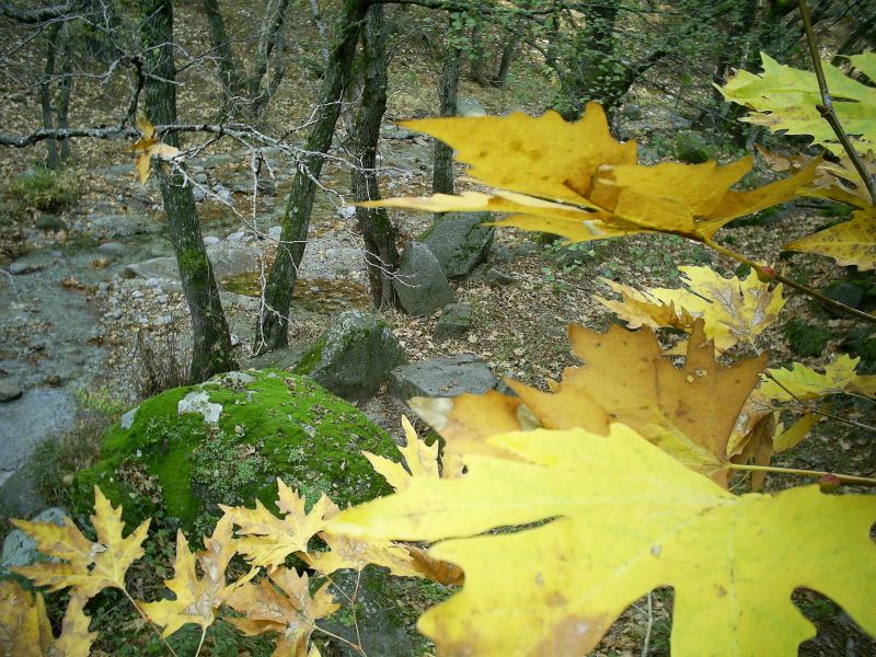 HANLAR 200938.jpg