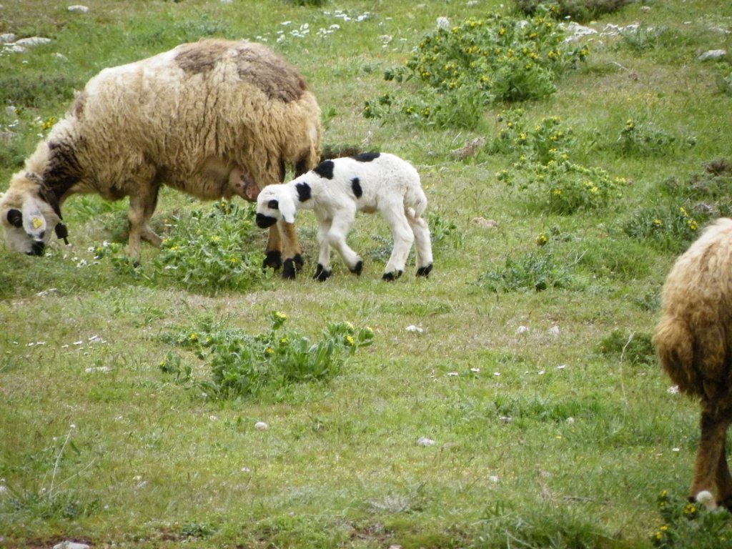 hatay off road 383.jpg