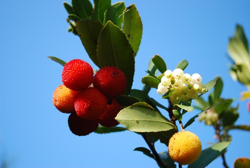 hem gÃƒÂƒÃ‚ÂƒÃƒÂ‚Ã‚Â¼zelim hemide tatlÃƒÂƒÃ‚Â„ÃƒÂ‚Ã‚Â±_800x536.jpg