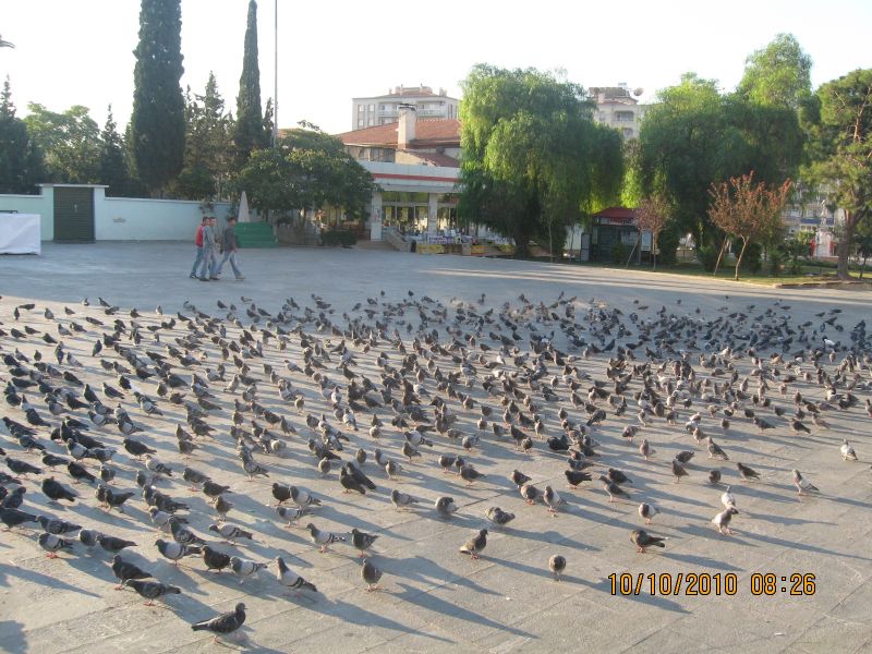 Homeros - 10 Ekim 10 001.jpg