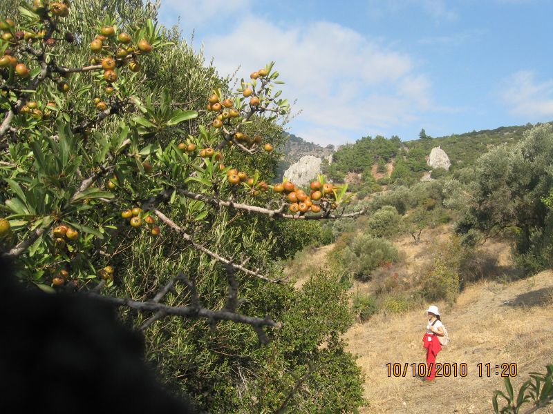 Homeros - 10 Ekim 10 035.jpg