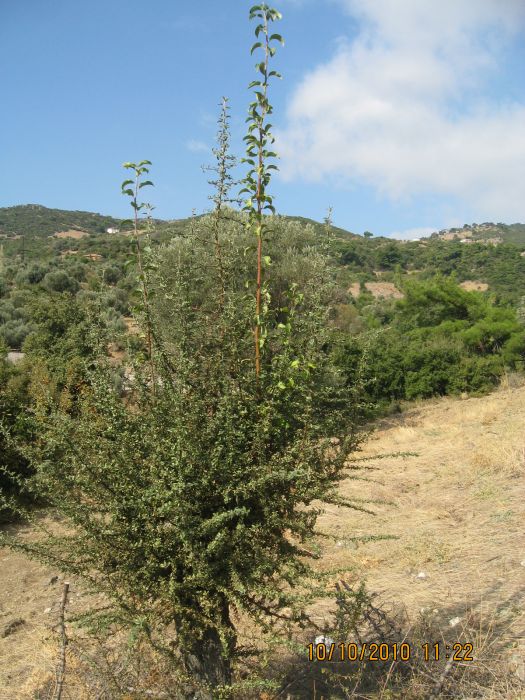 Homeros - 10 Ekim 10 036.jpg