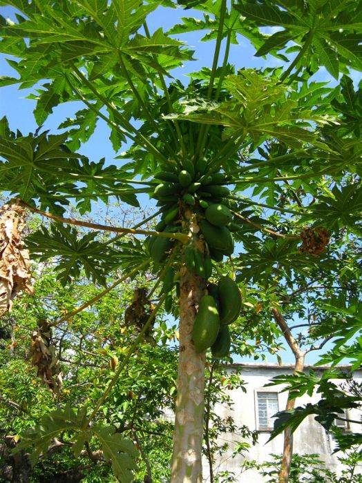 hong kong 2 134 (Large).jpg