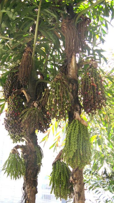 hong kong victoria 114 (Large).jpg