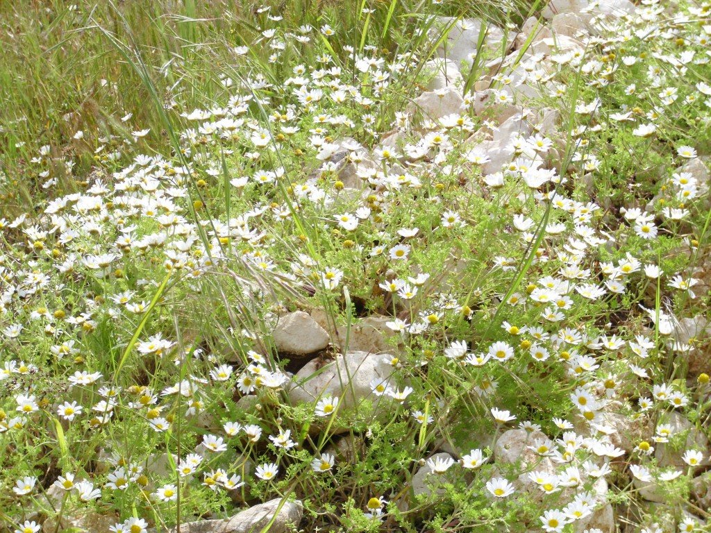 HPIM0491.jpg