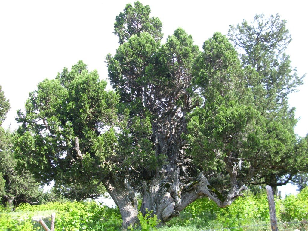 HPIM0493.jpg