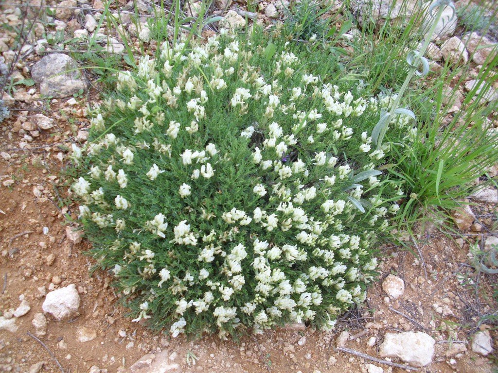 HPIM0635.jpg
