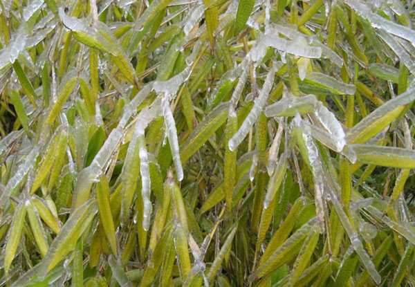 ice04.jpg