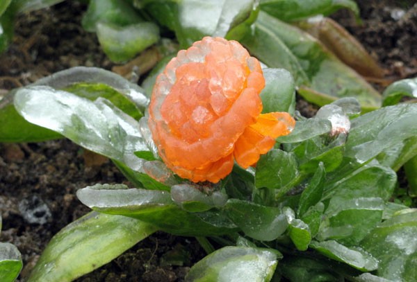 ice09.jpg