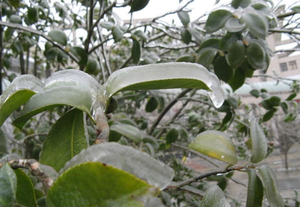 ice11.jpg
