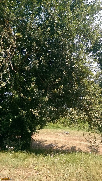 IMAG0088.jpg