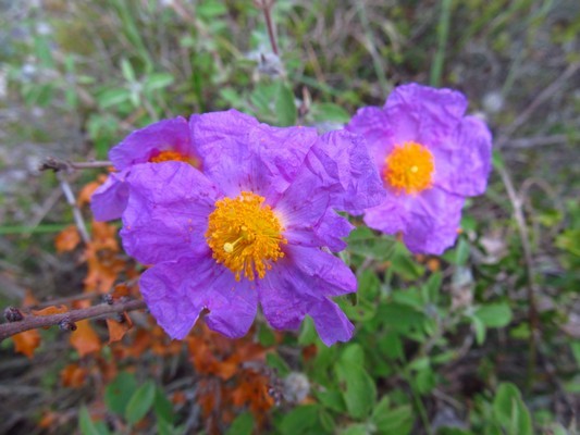Image00003.jpg