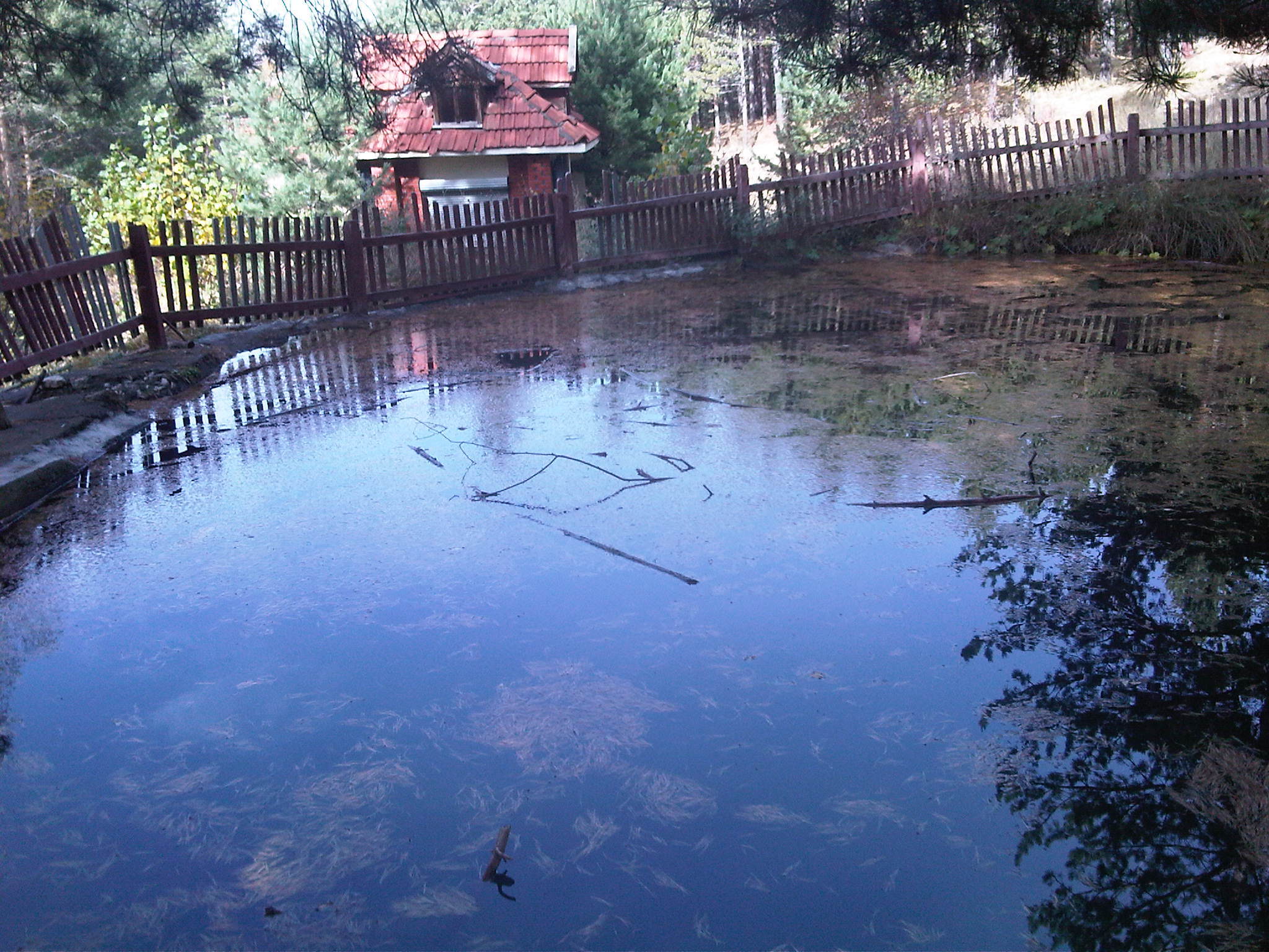 IMG00315-20111016-1050.jpg